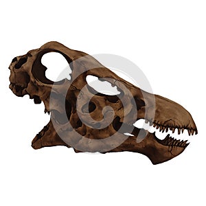 Diplodocus Dinosaur Skull Isolated, Transparent Background